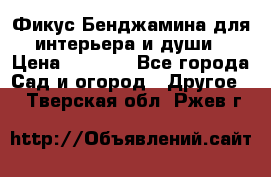 Фикус Бенджамина для интерьера и души › Цена ­ 2 900 - Все города Сад и огород » Другое   . Тверская обл.,Ржев г.